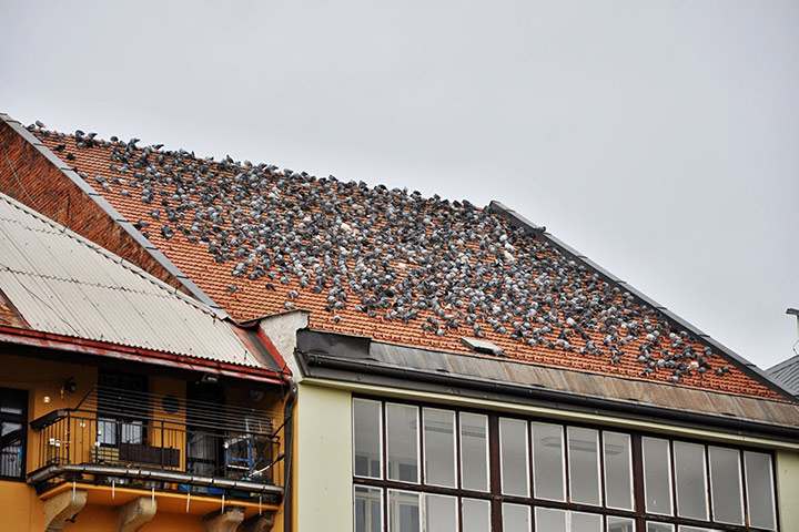 A2B Pest Control are able to install spikes to deter birds from roofs in Osterley. 