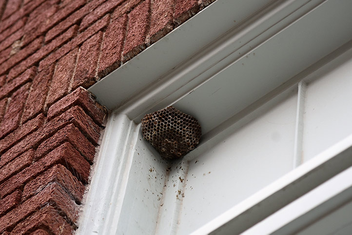 We provide a wasp nest removal service for domestic and commercial properties in Osterley.